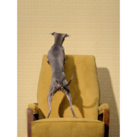 Rubelli Fabric Frank-2